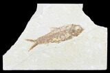 Detailed Fossil Fish (Knightia) - Wyoming #176353-1
